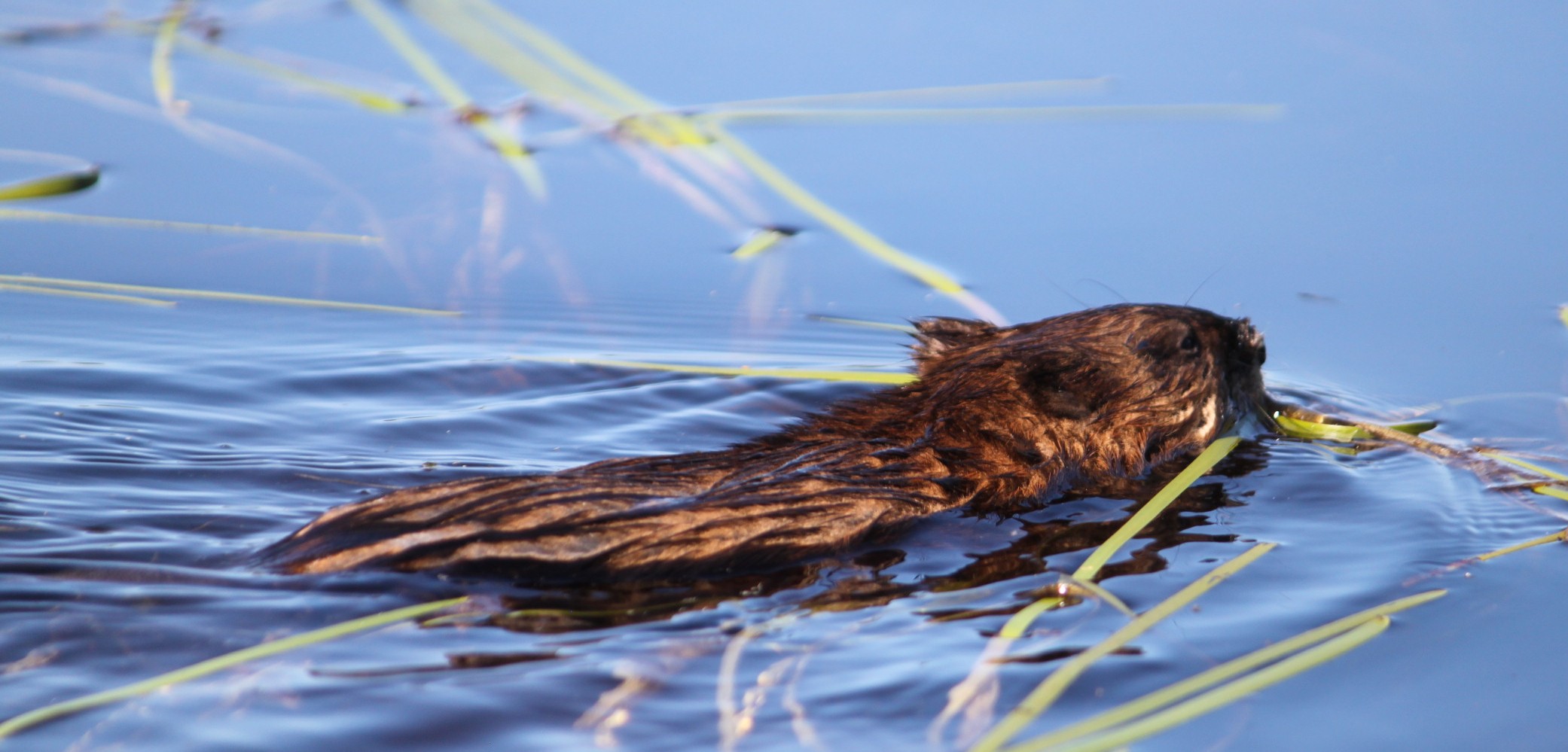 Beaver