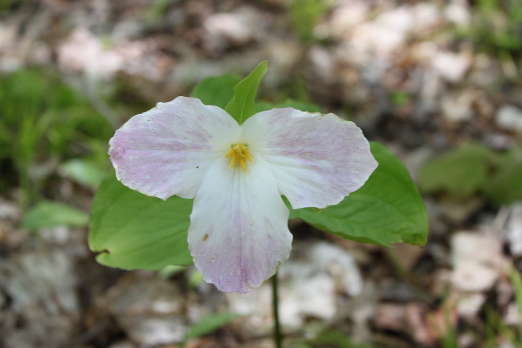 Trillium Flower