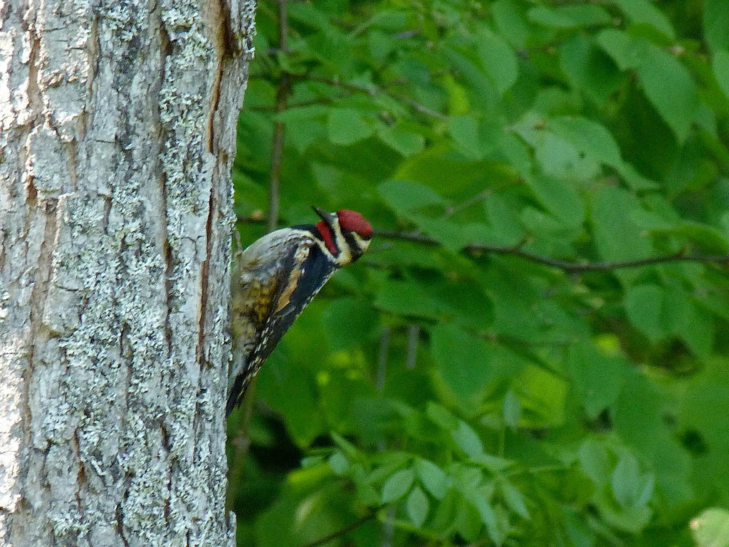 Woodpecker