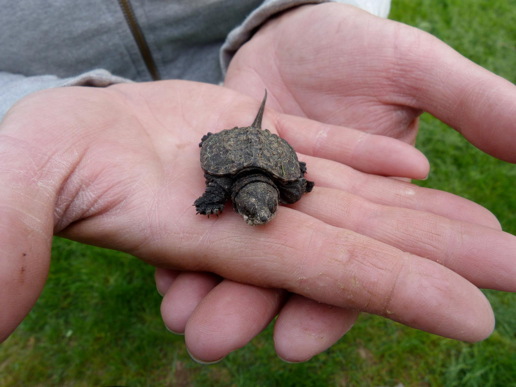 Baby Snapping Turtle