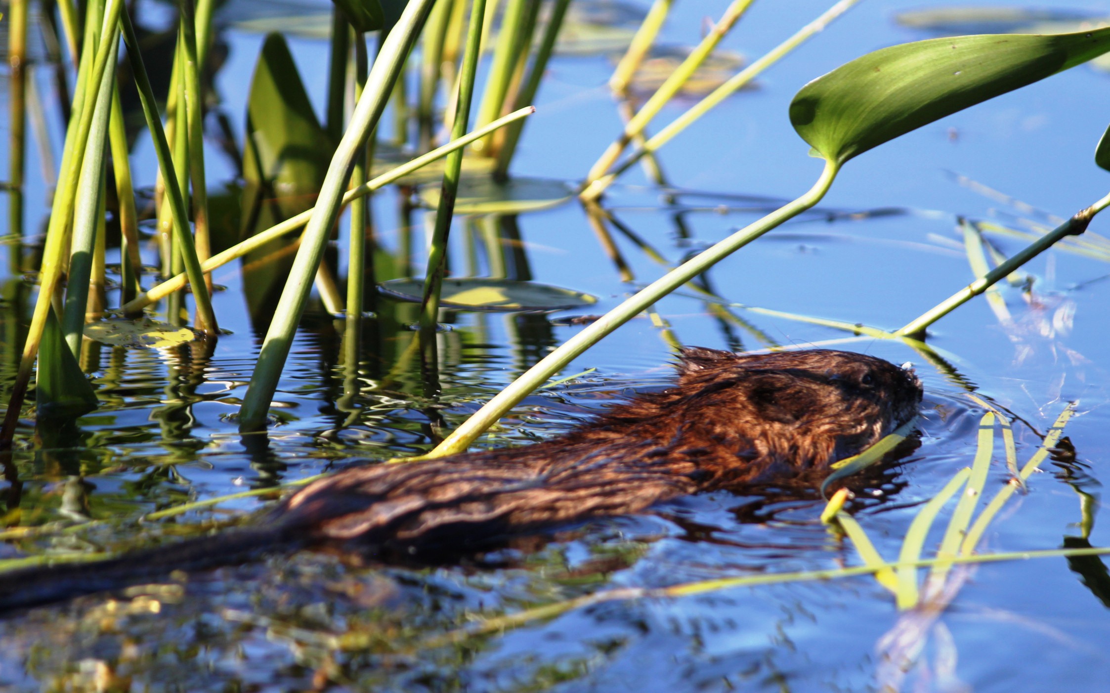 beaver loon creek