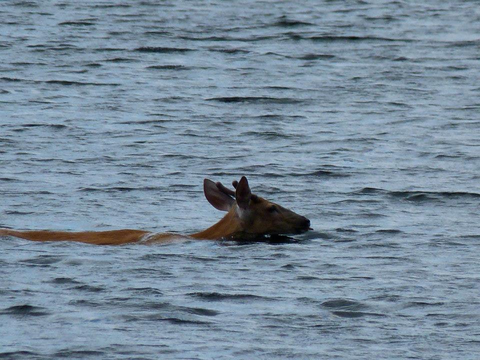 swimming deer