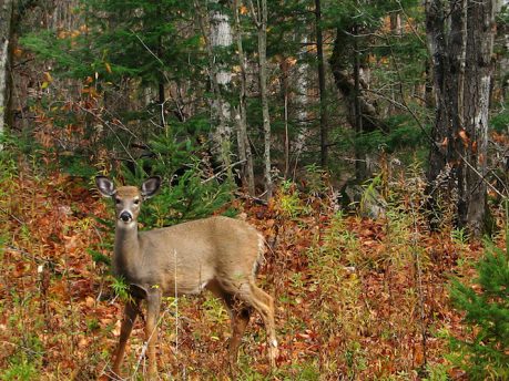 Fishing & Hunting Archives - Loring Restoule