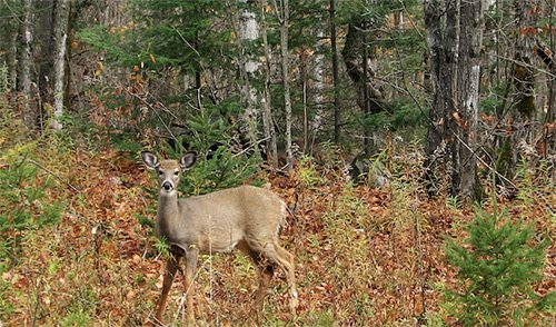 White Tailed Deer in the Woods