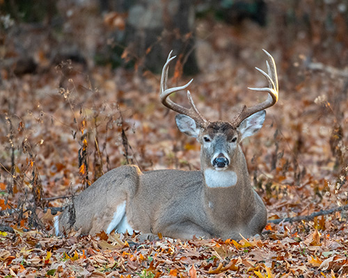 White Tailed Deer